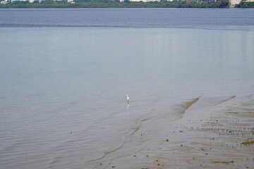 Eudocimus albus, or the White Ibis, is a wading bird with pure white plumage, pink legs, and a long, curved orange bill. Common in wetlands and coasts, it forages gracefully in shallow waters. 