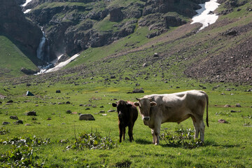 Two calves grazing in an alpine meadow on the slope of Mount Aragats against Gagharot waterwall on sunny summer day. Armenia.