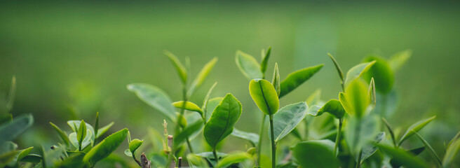 Banner Green tea tree leaves field young tender bud herbal Green tea tree in camellia sinensis organic farm. Panorama Fresh Tree tea leaf plant green nature in herbal farm background with Copy Space