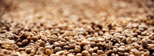 Obraz premium Banner Raw coffee beans heap dry green seed unroasted grain eco farm. Aroma espresso farm plant coffee bean agriculture objects. Banner Sun dried processing harvest arabica robusta with copy space