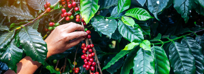 Banner hands harvest red seed in basket robusta arabica plant farm. Coffee plant farm Close up...