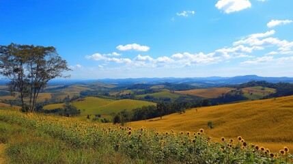 Fototapeta premium Scenic Sunflower Field Under Bright Blue Sky