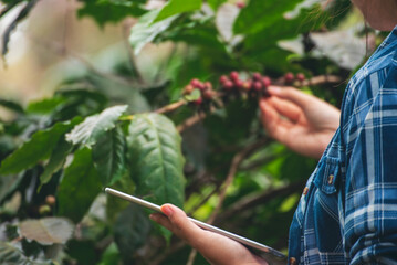 Smart farmer women holding smartphone digital tablet in eco green farm check quality control coffee tree. Woman worker Hands pointing screen device use technology planting tree in eco biotechnology