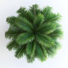 Fototapeta premium Top Down View of Lush Tropical Coconut Palm Tree with Green Foliage