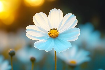 A close-up of a delicate white flower with a yellow center, bathed in soft sunlight, surrounded by a dreamy bokeh background of similar blooms.