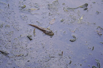 Boleophthalmus pectinirostris, commonly known as the blue-spotted mudskipper or great blue-spotted mudskipper, is a species of mudskipper found in coastal regions of East Asia