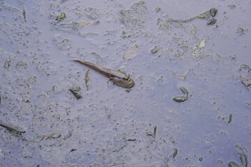 Boleophthalmus pectinirostris, commonly known as the blue-spotted mudskipper or great blue-spotted mudskipper, is a species of mudskipper found in coastal regions of East Asia