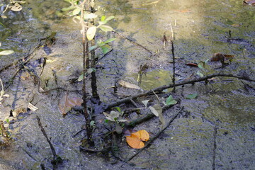 Boleophthalmus pectinirostris, commonly known as the blue-spotted mudskipper or great blue-spotted mudskipper, is a species of mudskipper found in coastal regions of East Asia