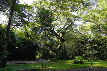 Obraz premium trees in the park