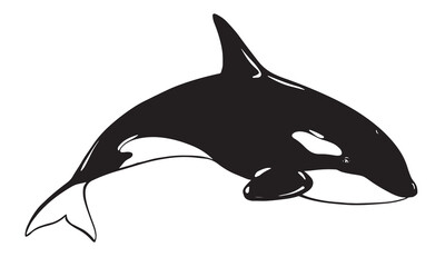 Killer whale sea animal vector logo. Stylized illustration of Orca. Killer whale or toothed whale, marine predator jumping out of water with curved tail. Hand drawn, imitation of engraving technique.