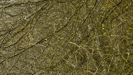 realtree, realtree, pattern, structure, tangle of branches, camo, background, wallpaper, high quality, texture, textured, nature, backgrounds, tree, natural, design