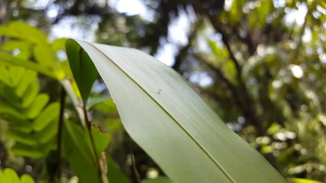 Aesthetic footage of parasitoid wasp (Cotesia marginiventris) walking on a leaf. Focus on the foreground. 4k footage. Perfect for documentaries about the beauty of tropical rainforests.