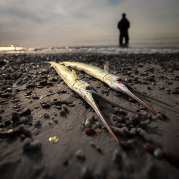 two garfish caught by an angler, garfish, Belone belone, garpike, needlefish, sea needle, sea, shore, sand, beach, fishing, fish, on the shore, angler silhouette, 