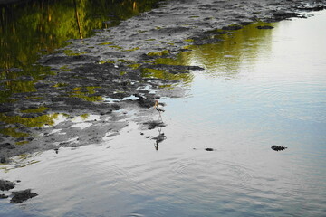 Sungei Buloh Wetland Reserve is Singapore's first ASEAN Heritage Park and a treasured site for nature enthusiasts, located in the northwest of Singapore. This nature reserve is a significant  