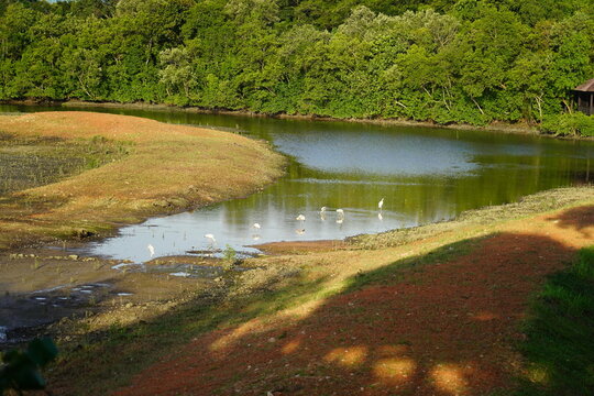 Sungei Buloh Wetland Reserve is Singapore's first ASEAN Heritage Park and a treasured site for nature enthusiasts, located in the northwest of Singapore. This nature reserve is a significant  