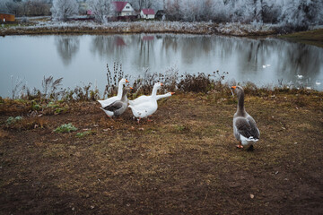 A picturesque and serene winter scene depicting geese gracefully wandering near the tranquil pond, all set against a frosty landscape