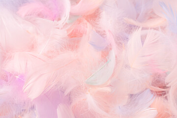 Colorful feather background, top view.