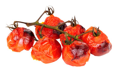 Group of charred oven roasted vine tomatoes isolated on a white background