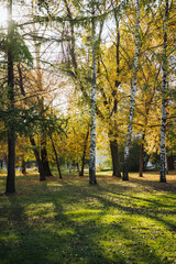 Fototapeta premium The beautiful sun shines brightly through the vibrant green leaves and sturdy branches in the park, creating a picturesque scene that is filled with natures stunning splendor and charm