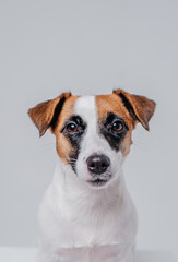 jack russell terrier portrait