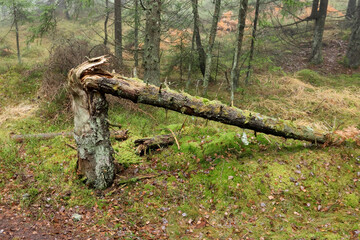 Obraz premium Forest