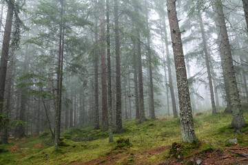 Obraz premium Forest