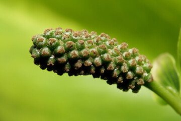 close up of a leaf