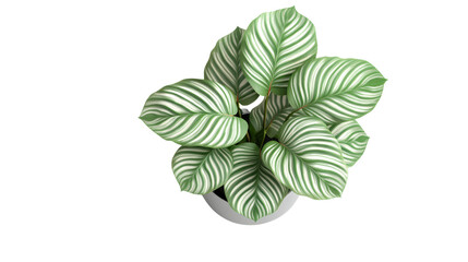 Obraz premium Beautiful striped green plant in a white pot.