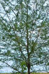 Pine tree trunk and branches 