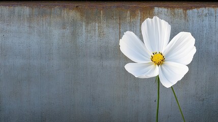 Obraz premium Delicate White Flower Against Textured Metal Background Highlighting the Beauty of Nature and Industrial Settings in a Unique and Eye-Catching Composition