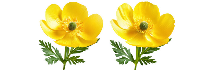 set of a buttercup flower isolated on a transparent background 