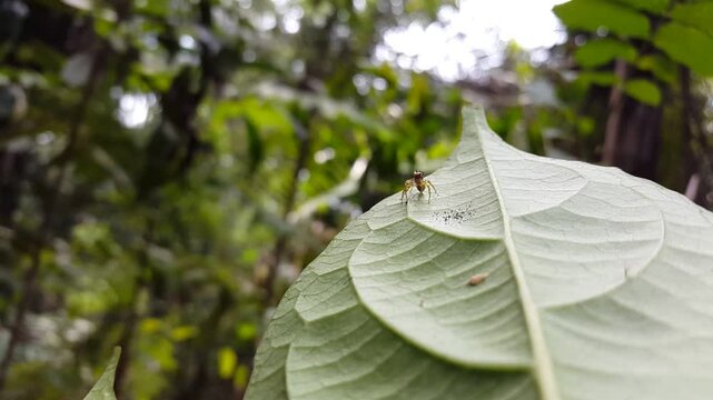 Aesthetic 4k footage, Jumping spider (Salticidae) focus on foreground in the mountain. Perfect for documentary in tropical rainforest and World Environment Day on June 5th.