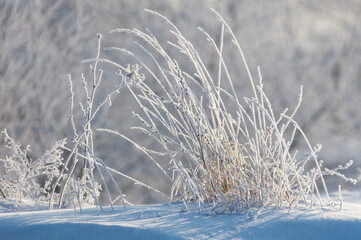 A snow covered field with a bunch of grass covered in frost