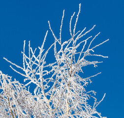 A tree with a lot of snow on it is in front of a blue sky