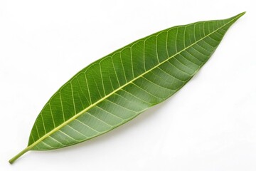 Obraz premium Green mango leaf isolated on white background