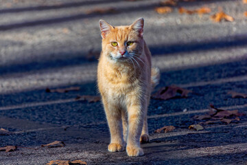 Lonely cat walking on the path in the park