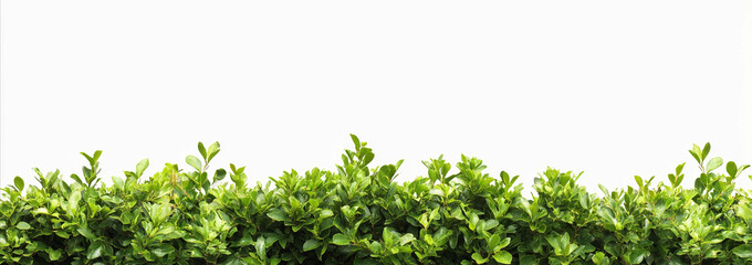 Fototapeta premium hedge isolated on white background, tall hedge, hedge wall, hedge garden, Trimmed hedge, shrub bush fence tree, Clipping path