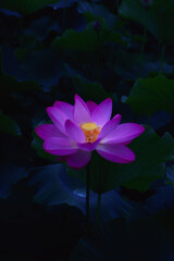 蓮 / Lotus