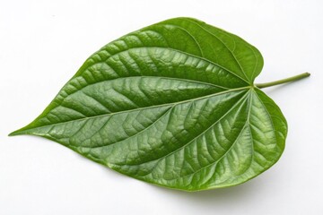 Obraz premium Piper Sarmento sum leaf isolated on a white background