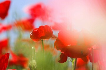 赤いポピー