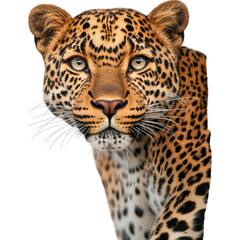 A close-up of a leopard peering from behind a tree, showcasing its distinctive spotted fur and piercing gaze, set against a soft, neutral background.