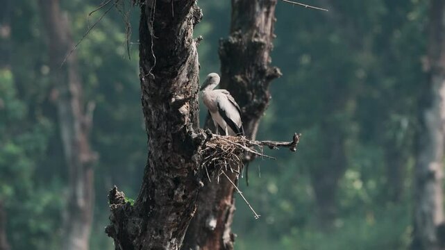 Asian Openbill (Anastomus oscitans) chick in its nest 4k video