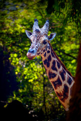 closeup of Giraffe looking cute standing