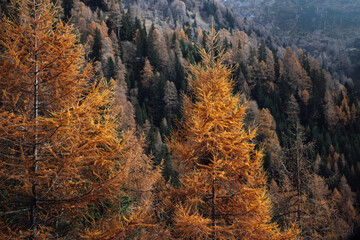 Golden autumn trees stand tall against a lush mountain forest backdrop