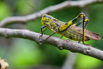 Close-up view of grasshopper on branch
