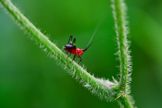 Close-up view of tiny red cricket on branch