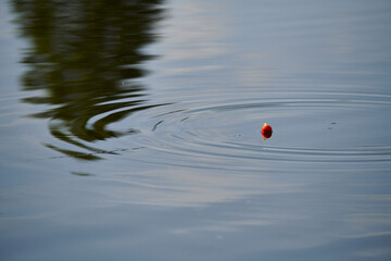 Red fishing bobber in water