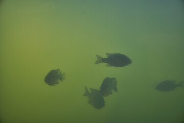 Crappie fish in large tank