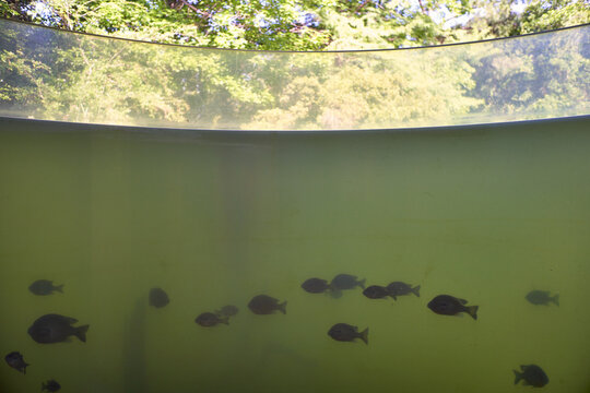 Crappie fish in large tank