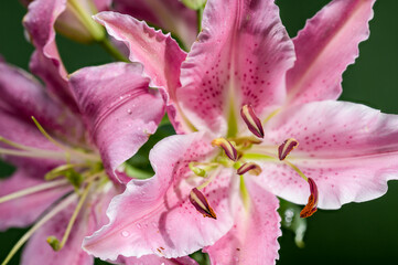 Pink Oriental lily Josephine on a green background